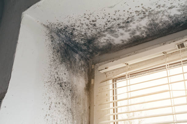 Affordable Mold Cleanup solutions in Atlanta, IL